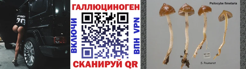 где купить наркоту  Комсомольск  Псилоцибиновые грибы мицелий 